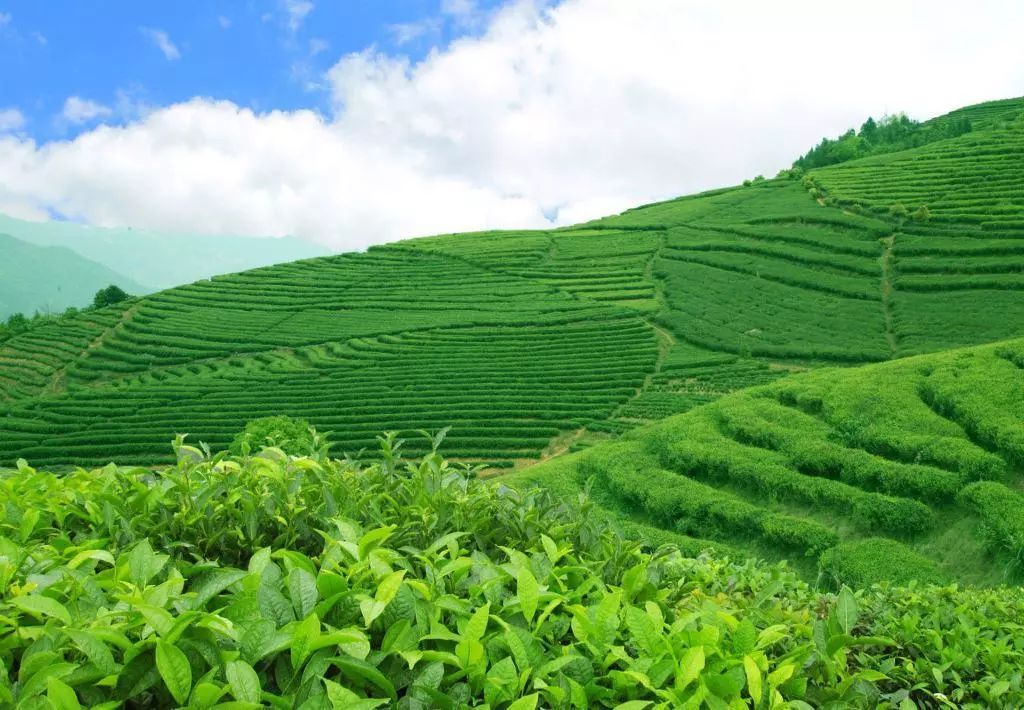 中國茶葉百強榜單揭曉，誰摘得桂冠？