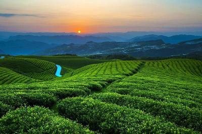 中國(guó)白茶之鄉(xiāng)——白茶，茶中極品與茶中茅臺(tái)