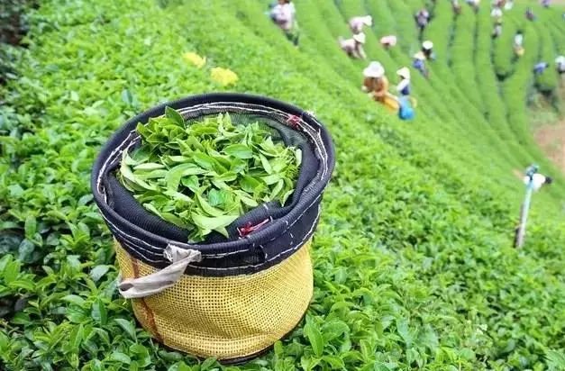 峨眉山茶轉(zhuǎn)型升級(jí) 打造全國(guó)茶產(chǎn)業(yè)樣板區(qū)