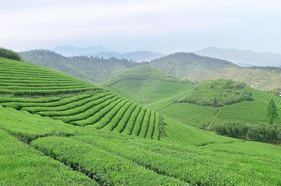 茶葉新國(guó)標(biāo)取消稀土限量，為福建茶產(chǎn)業(yè)注入新活力