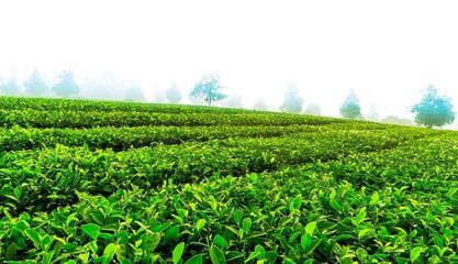 愛(ài)心茶園研發(fā)中心在云南省農(nóng)科院茶葉研究所掛牌成立，助推茶產(chǎn)業(yè)發(fā)展